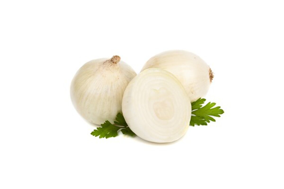 Cibuľa biela